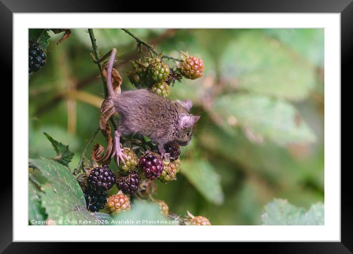 House Mouse climbing on some berries Framed Mounted Print by Chris Rabe