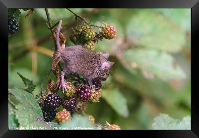House Mouse climbing on some berries Framed Print by Chris Rabe