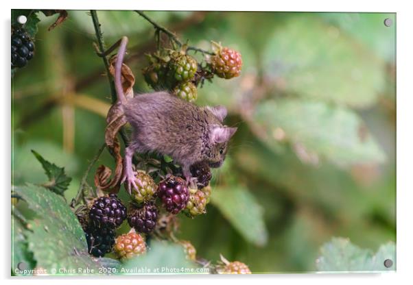 House Mouse climbing on some berries Acrylic by Chris Rabe