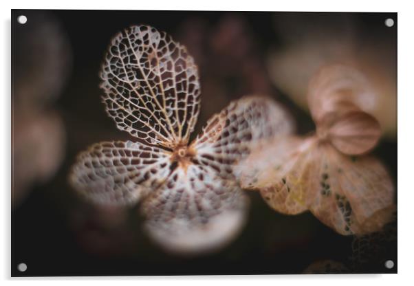 Hydrangea Leaf Skeleton. Acrylic by Mike Evans