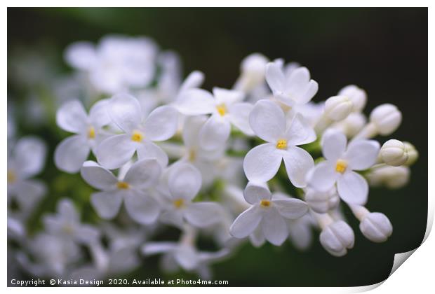 Delicate White Blossom Print by Kasia Design