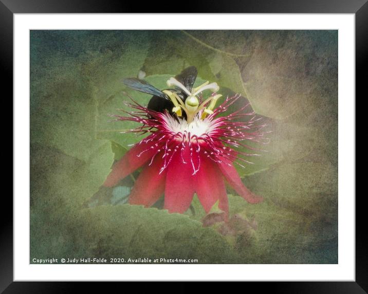 Bee Passion Framed Mounted Print by Judy Hall-Folde
