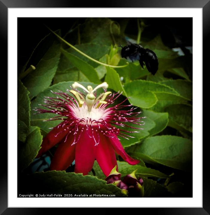 Hovering Framed Mounted Print by Judy Hall-Folde