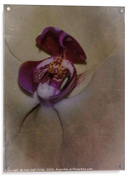 Orchid Macro Acrylic by Judy Hall-Folde