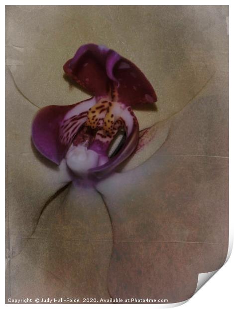 Orchid Macro Print by Judy Hall-Folde