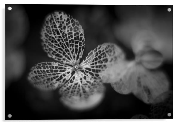 Hydrangea Leaf Skeleton. Acrylic by Mike Evans