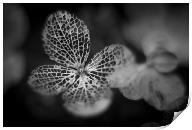 Hydrangea Leaf Skeleton. Print by Mike Evans