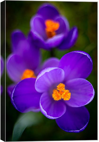 Vibrant Purple Crocus Flowers Canvas Print by Mike Evans