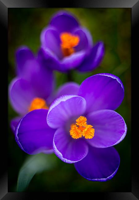 Vibrant Purple Crocus Flowers Framed Print by Mike Evans