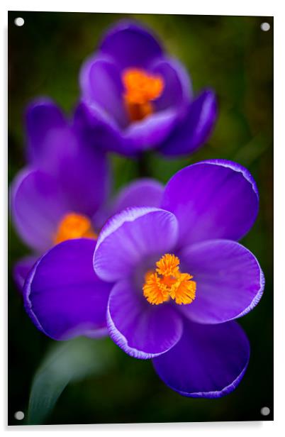 Vibrant Purple Crocus Flowers Acrylic by Mike Evans