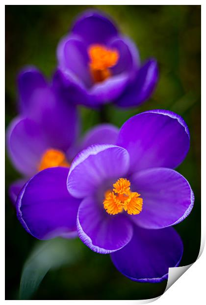Vibrant Purple Crocus Flowers Print by Mike Evans