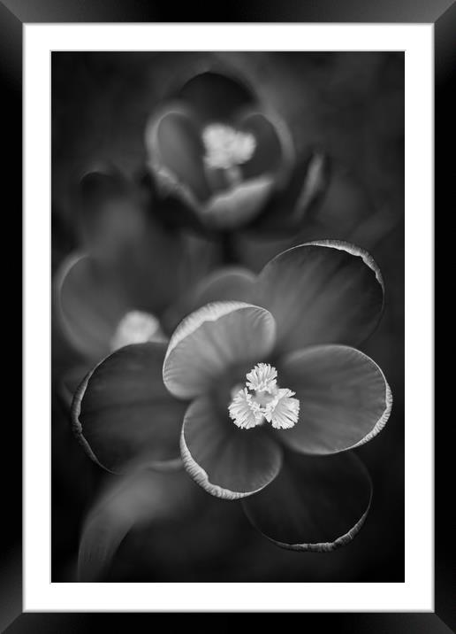 Crocus Flowers in Black and White. Framed Mounted Print by Mike Evans