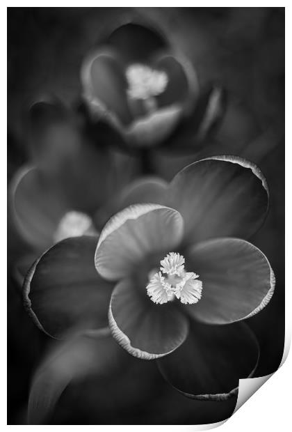 Crocus Flowers in Black and White. Print by Mike Evans
