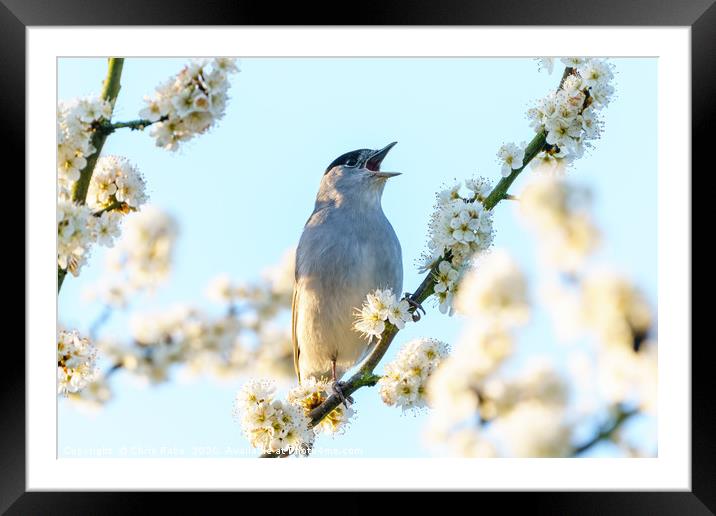 Blackcap male singing among blossoms Framed Mounted Print by Chris Rabe