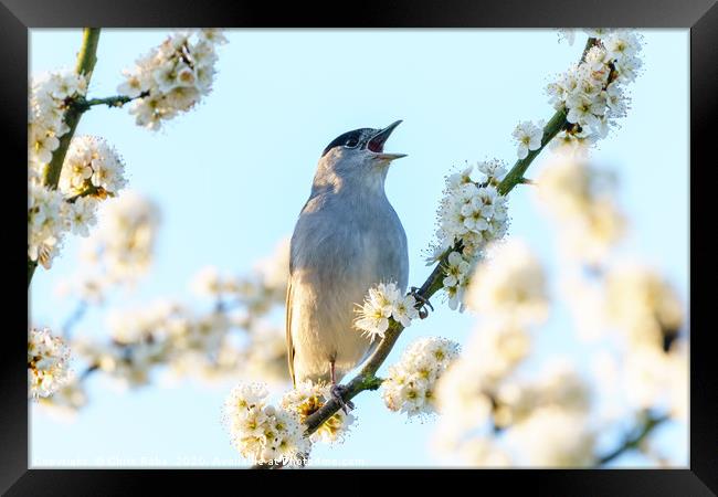 Blackcap male singing among blossoms Framed Print by Chris Rabe
