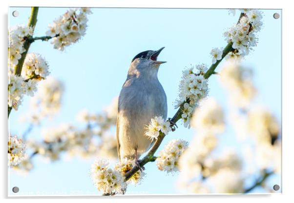 Blackcap male singing among blossoms Acrylic by Chris Rabe