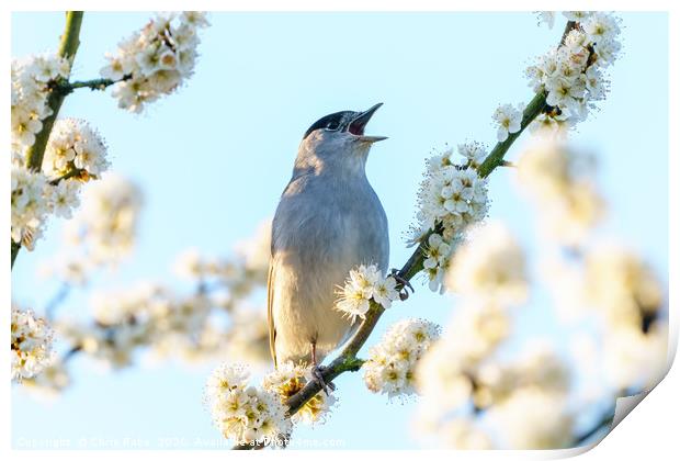 Blackcap male singing among blossoms Print by Chris Rabe