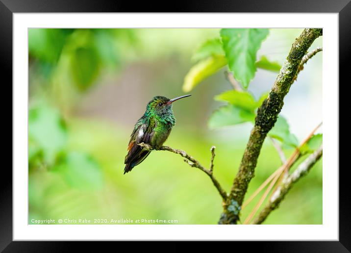 Rufous-Tailed Hummingbird  Framed Mounted Print by Chris Rabe