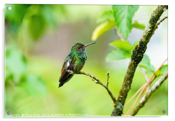 Rufous-Tailed Hummingbird  Acrylic by Chris Rabe