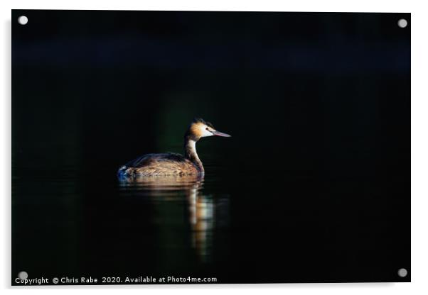 Great Crested Grebe Acrylic by Chris Rabe