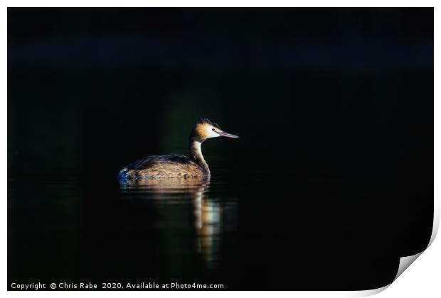 Great Crested Grebe Print by Chris Rabe