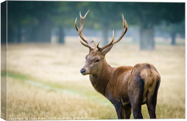 Red deer stag looking back over shoulder Canvas Print by Chris Rabe