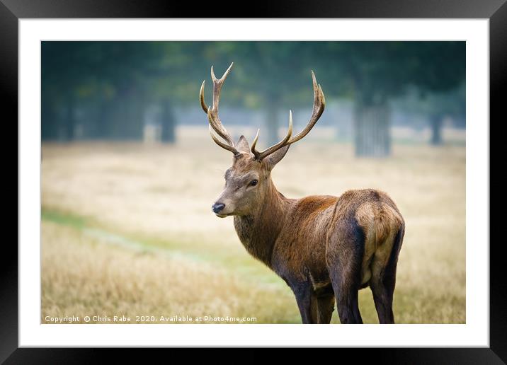 Red deer stag looking back over shoulder Framed Mounted Print by Chris Rabe