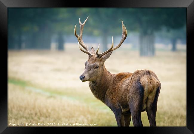 Red deer stag looking back over shoulder Framed Print by Chris Rabe