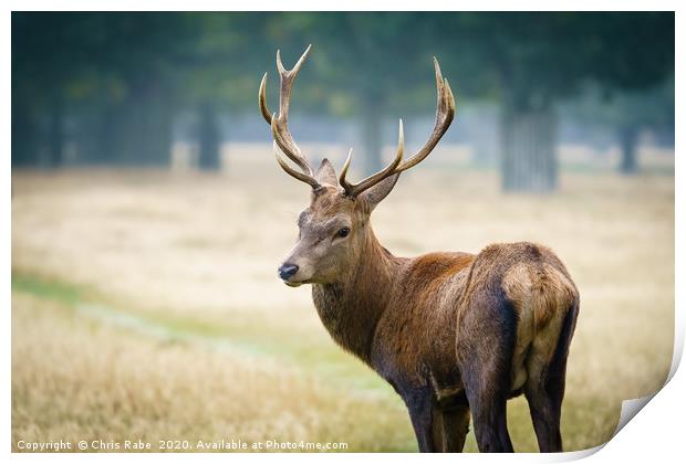 Red deer stag looking back over shoulder Print by Chris Rabe