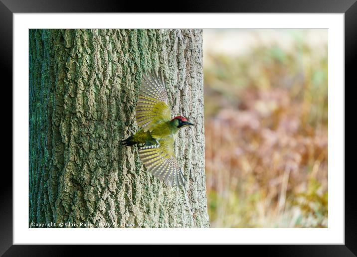 Green Woodpecker taking off  Framed Mounted Print by Chris Rabe