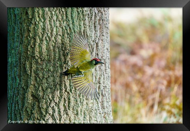 Green Woodpecker taking off  Framed Print by Chris Rabe