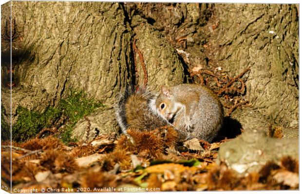 Gray Squirrel curled up in autumn leaves Canvas Print by Chris Rabe