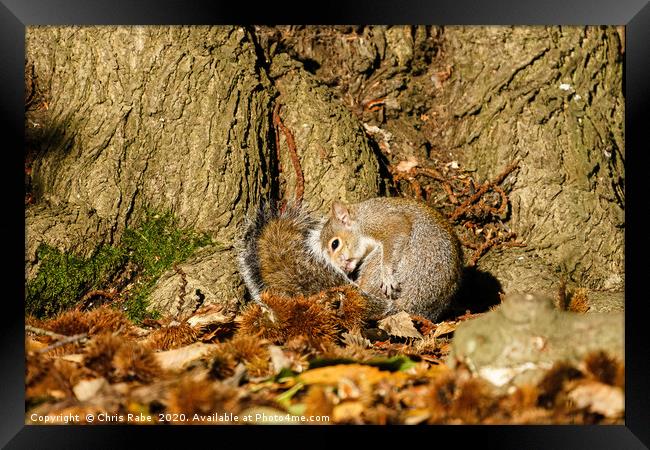 Gray Squirrel curled up in autumn leaves Framed Print by Chris Rabe