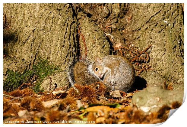 Gray Squirrel curled up in autumn leaves Print by Chris Rabe