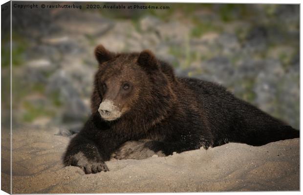Grizzly Bear With A Sandy Nose Canvas Print by rawshutterbug 