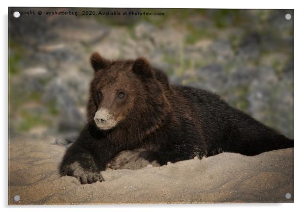 Grizzly Bear With A Sandy Nose Acrylic by rawshutterbug 