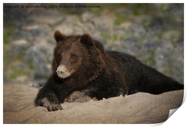Grizzly Bear With A Sandy Nose Print by rawshutterbug 