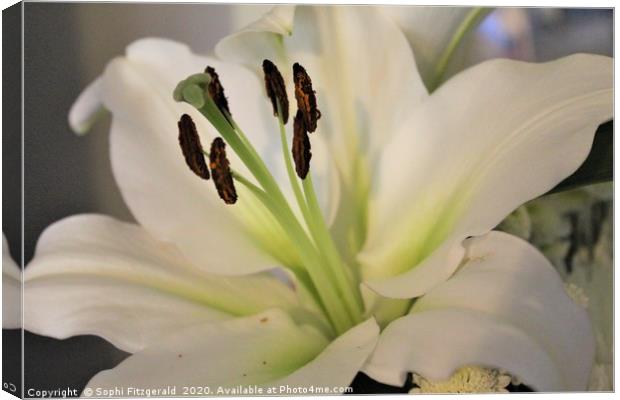 A Bloomed White Lily Canvas Print by Sophi Fitzgerald