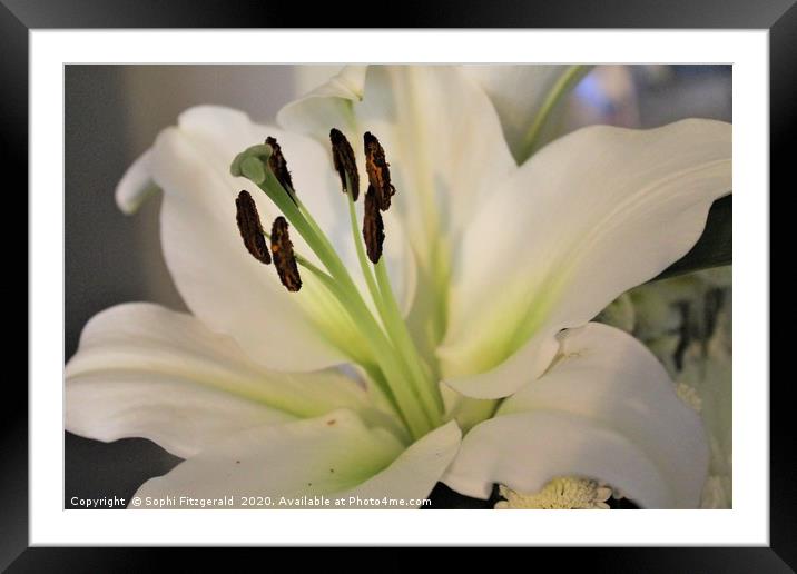 A Bloomed White Lily Framed Mounted Print by Sophi Fitzgerald