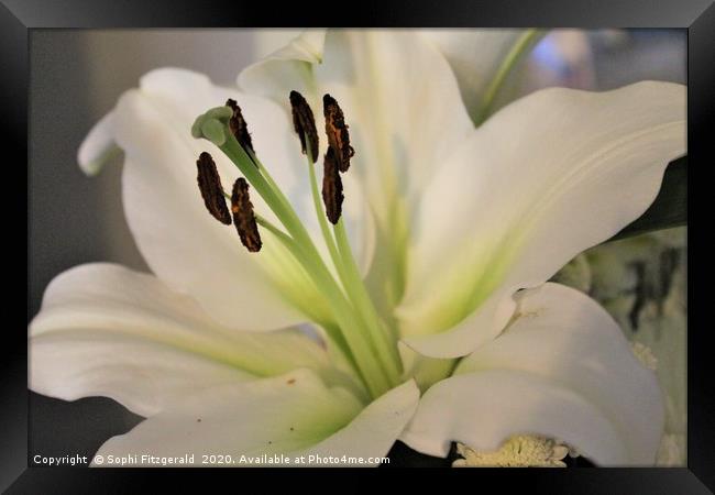 A Bloomed White Lily Framed Print by Sophi Fitzgerald