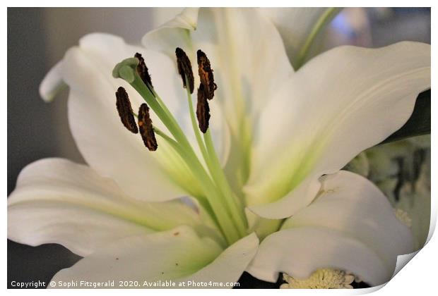 A Bloomed White Lily Print by Sophi Fitzgerald
