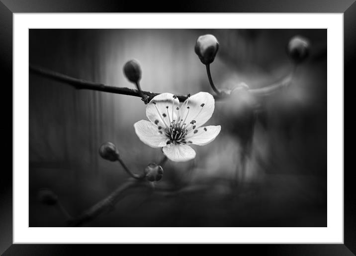 Cherry Blossom in Black and White Framed Mounted Print by Mike Evans