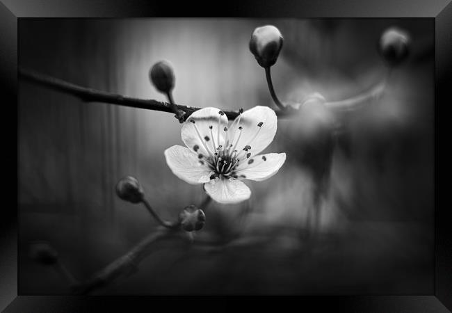 Cherry Blossom in Black and White Framed Print by Mike Evans