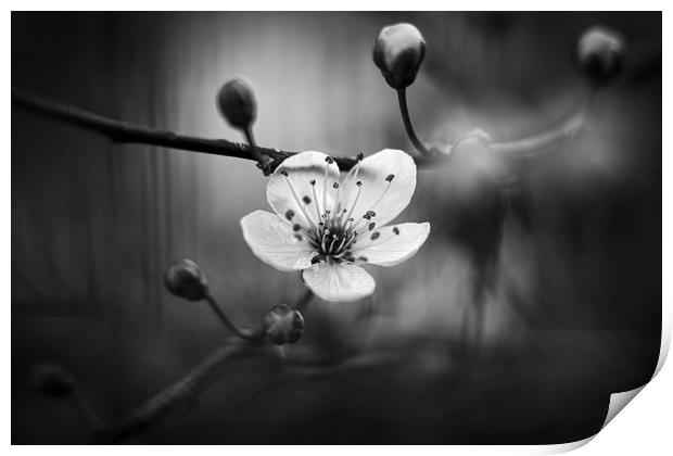 Cherry Blossom in Black and White Print by Mike Evans