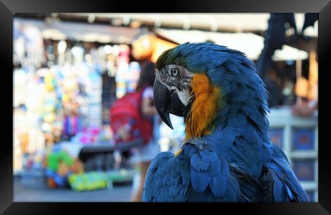 blue and yellow macaw parrot in the old town of Rh Framed Print by M. J. Photography