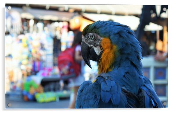 blue and yellow macaw parrot in the old town of Rh Acrylic by M. J. Photography