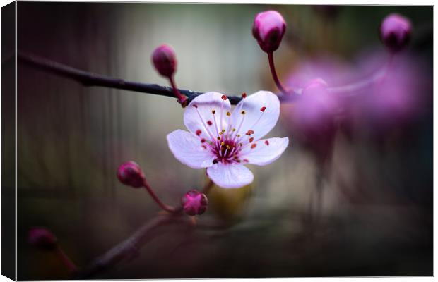 Cherry Blossom. Canvas Print by Mike Evans