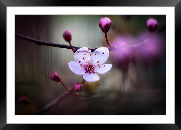 Cherry Blossom. Framed Mounted Print by Mike Evans