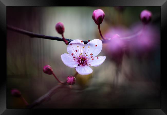 Cherry Blossom. Framed Print by Mike Evans