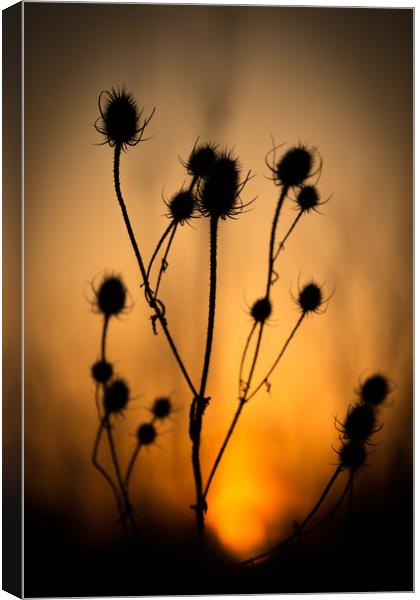 The Dying Sun of a Common Thistle. Canvas Print by Mike Evans